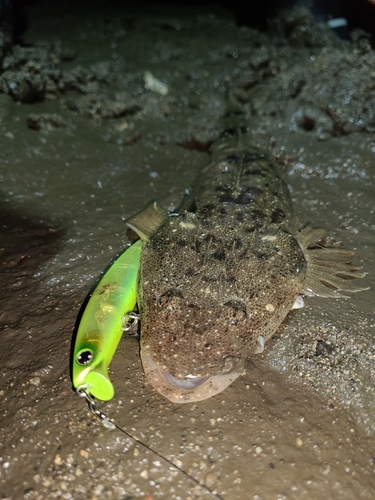 マゴチの釣果