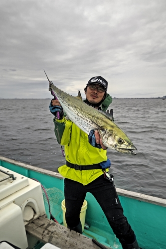 サワラの釣果