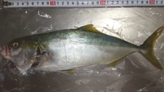 コズクラの釣果