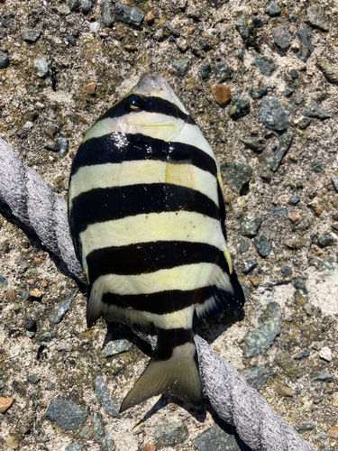 サンバソウの釣果