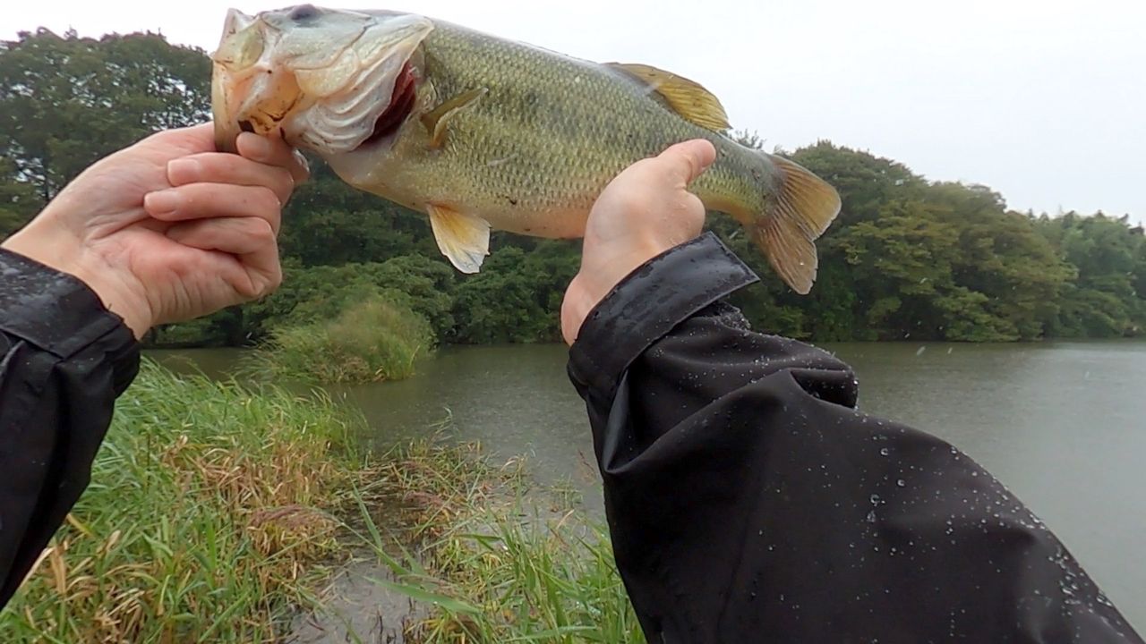 ラージマウスバス