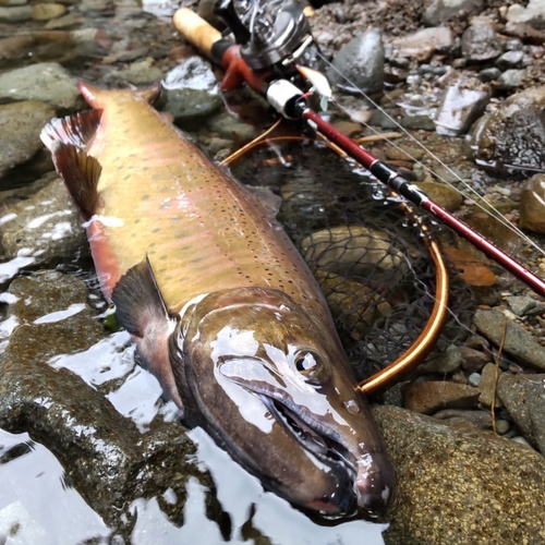 ヤマメの釣果