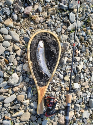 ニジマスの釣果