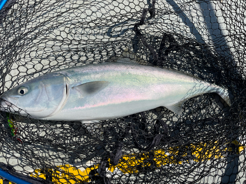 ワラサの釣果