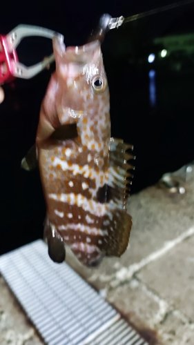 アオハタの釣果