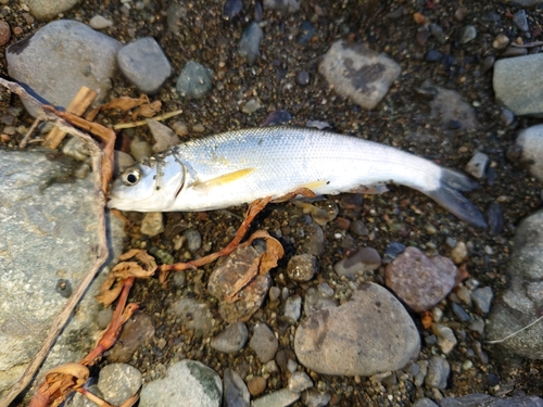 ウグイの釣果