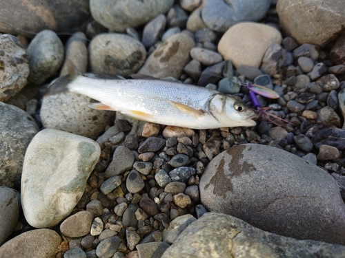 ウグイの釣果