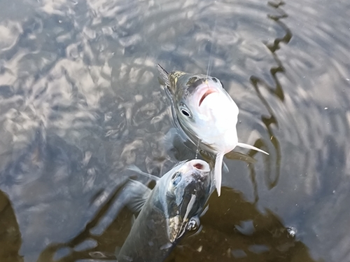 ヘラブナの釣果