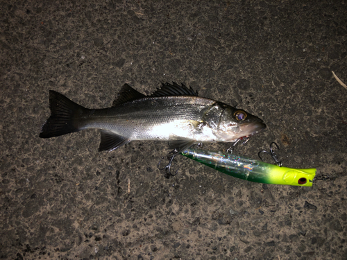 シーバスの釣果