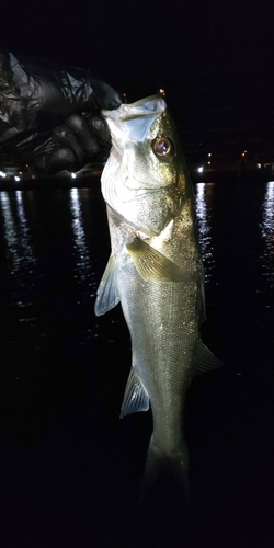 フッコ（マルスズキ）の釣果