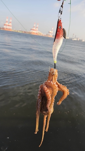 タコの釣果