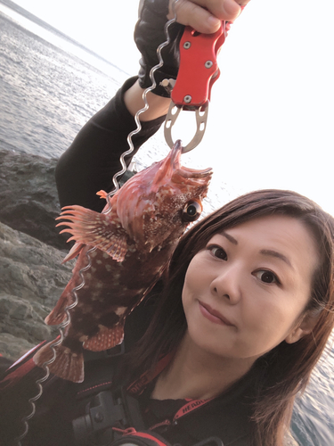 アラカブの釣果