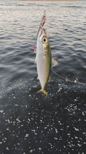 サバの釣果