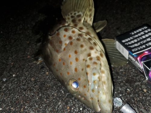 チャイロマルハタの釣果