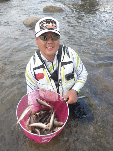 アユの釣果