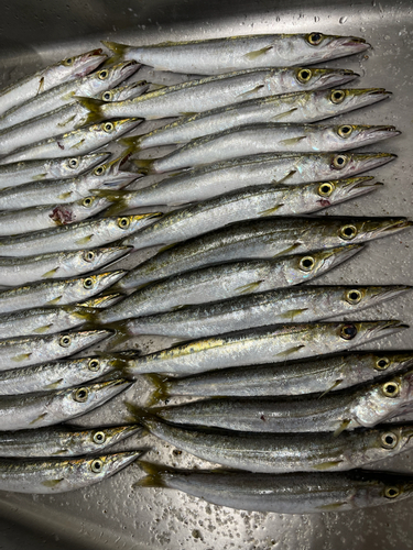 カマスの釣果