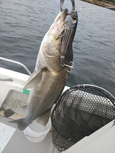 シーバスの釣果