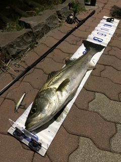 シーバスの釣果