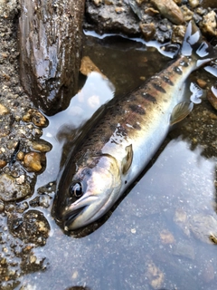 ヤマメの釣果