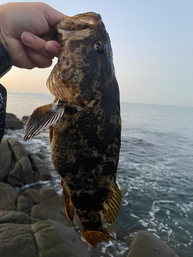 タケノコメバルの釣果