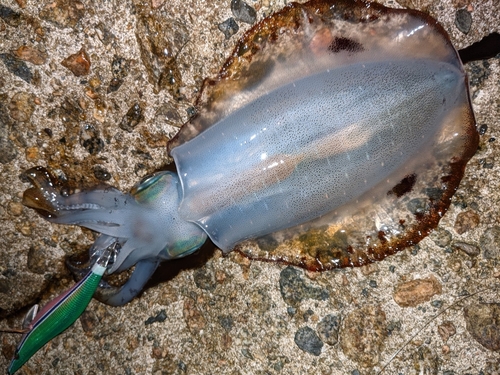 アオリイカの釣果