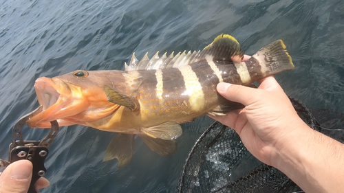 アオハタの釣果