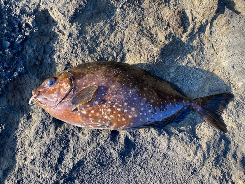 アイゴの釣果