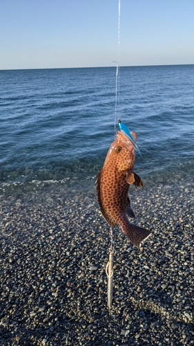 シイラの釣果