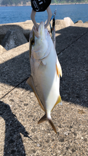 ショゴの釣果