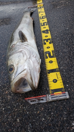 シーバスの釣果