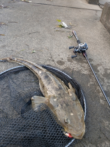 マゴチの釣果