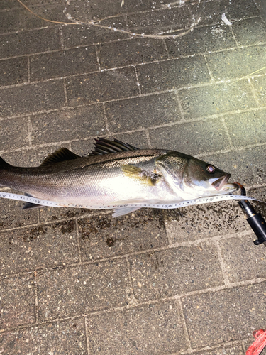 シーバスの釣果