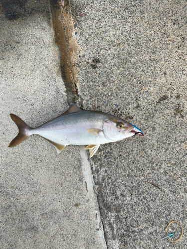 ショゴの釣果