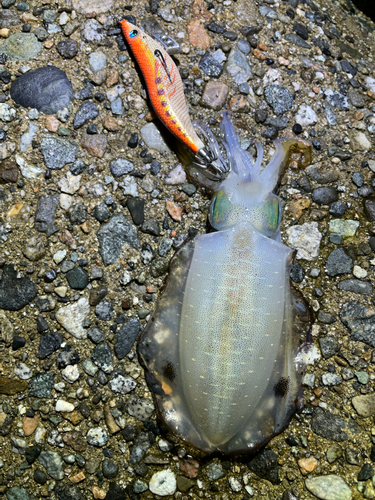 アオリイカの釣果