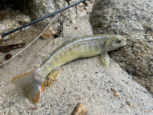 イワナの釣果