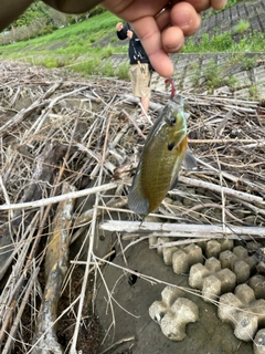 ブルーギルの釣果