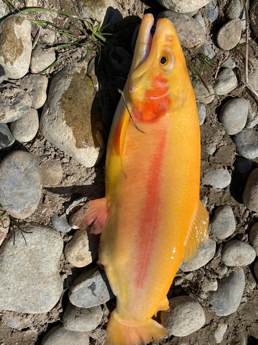 トラウトの釣果