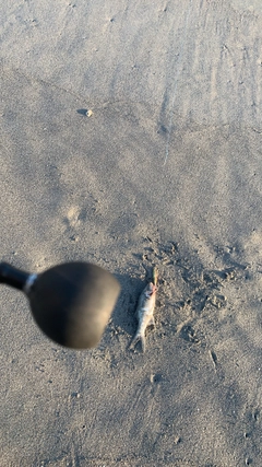 コノシロの釣果