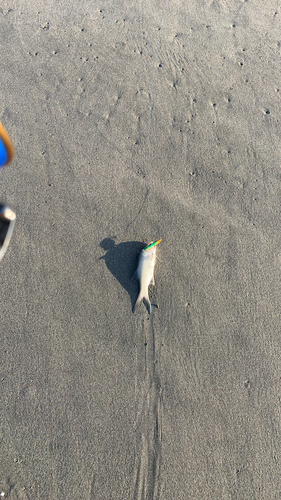 ツバメコノシロの釣果