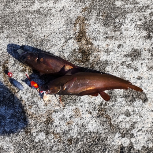 ドンコの釣果