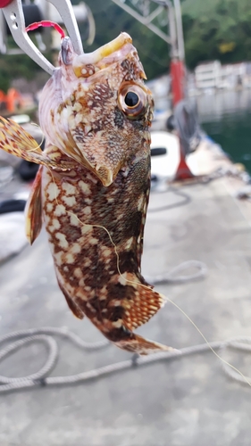 カサゴの釣果