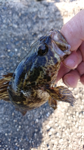 タケノコメバルの釣果