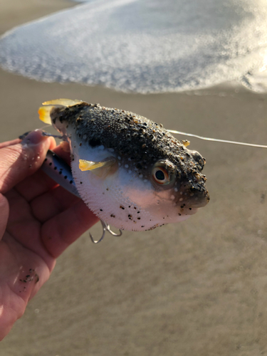 クサフグの釣果