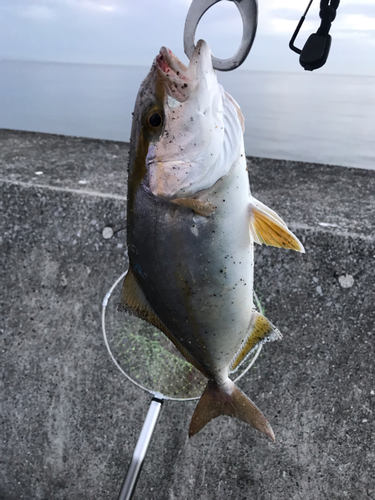 ショゴの釣果