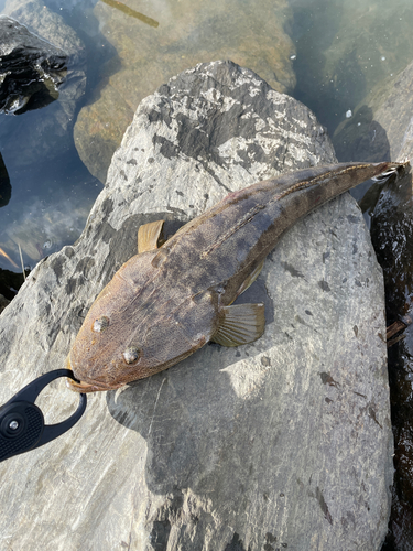 マゴチの釣果