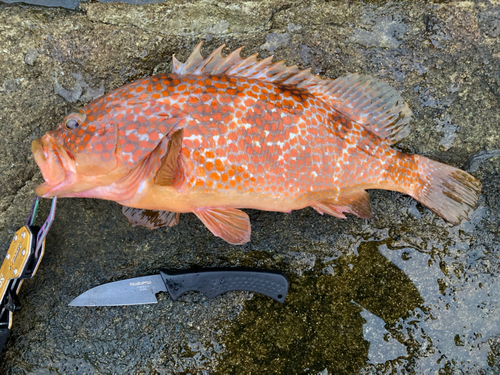 キジハタの釣果