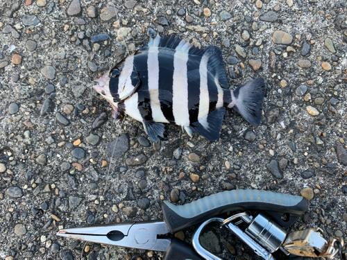 イシダイの釣果