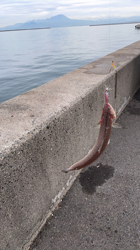 エソの釣果