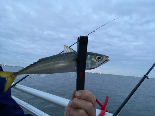 サバの釣果