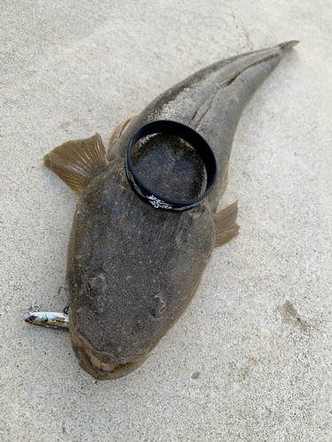 マゴチの釣果